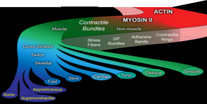 Actin filaments and myosin II motors form a variety of contractile structures in muscle and non-muscle cells.  Each structure has characteristic isoforms and accessory proteins, turnover times, and specialized contractile properties. 