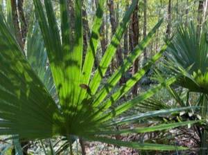 saw palmetto and other plants