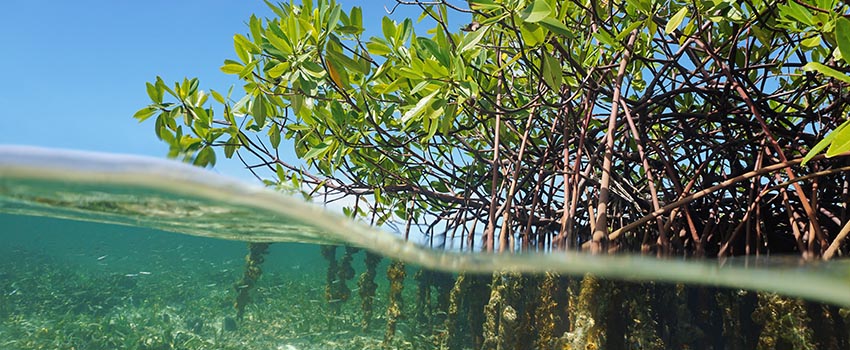 Plants in water showing the roots in water.