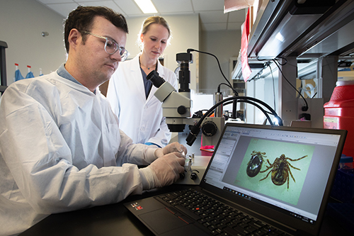 Wilson R. Raney, a research technologist in microbiology and immunology, and Meghan Hermance, Ph.D., assistant professor of microbiology and immunology, study the Asian Longhorned tick.