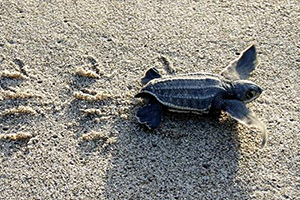 Turtle crawling on the beach