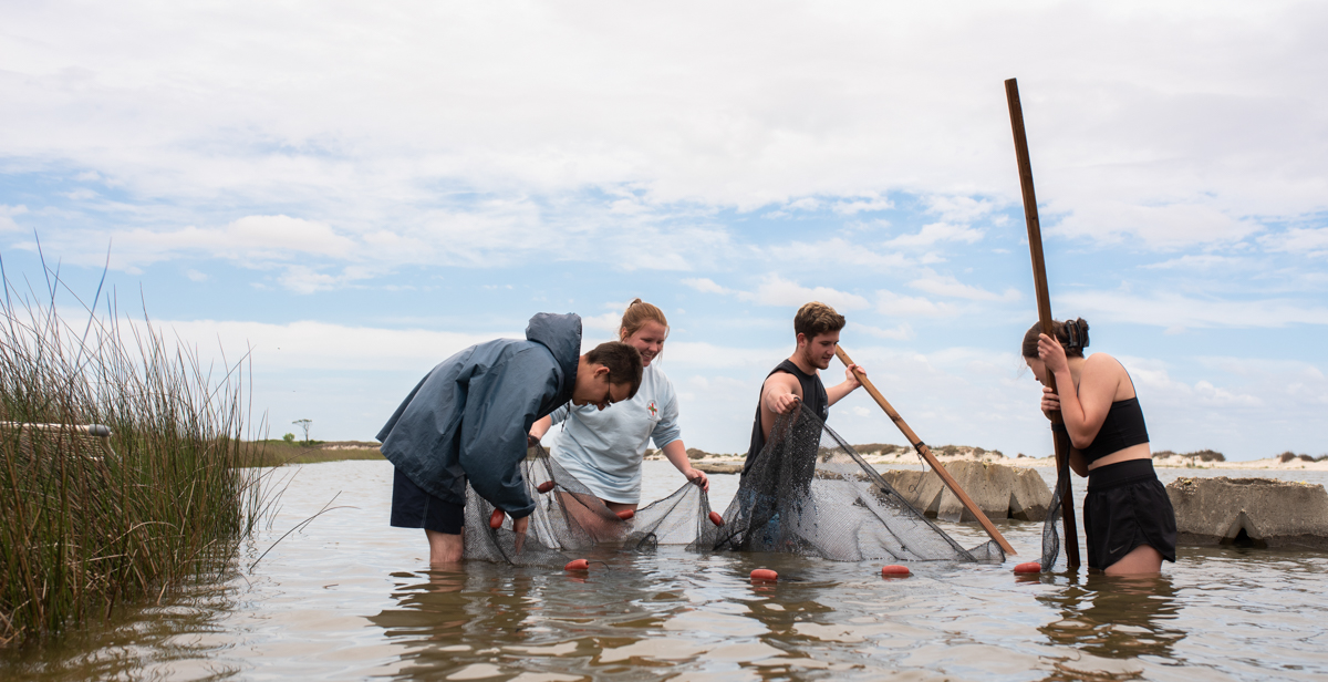 University of South Alabama marine science students, from left, Stefan Bednarczyk, Leah Townsend, Tabor Smith and Cadie Barnes use a seine net to capture marine life near a natural shoreline. Those samples are then compared to samples collected near a shoreline that has been rebuilt. data-lightbox='featured'